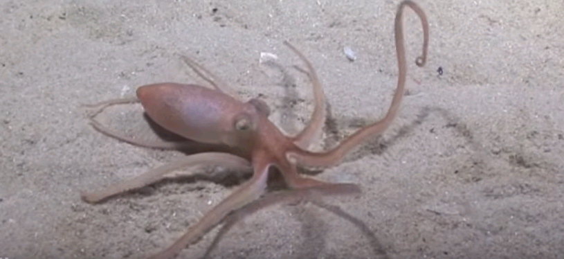 Video: Impactante registro de pulpo que se oculta en la arena