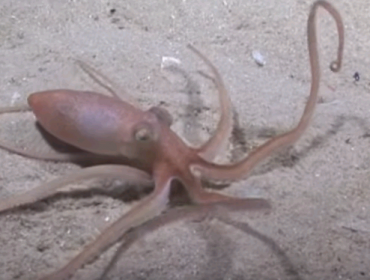 Video: Impactante registro de pulpo que se oculta en la arena