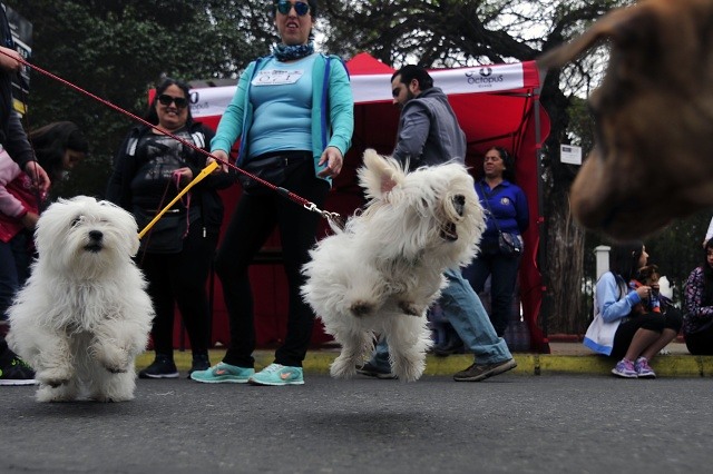 Académico chileno inventa vacuna anticonceptiva canina única en el mundo