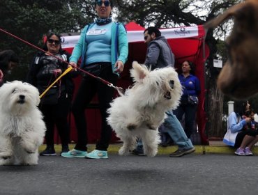 Académico chileno inventa vacuna anticonceptiva canina única en el mundo