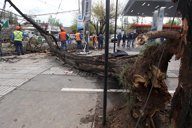 Identifican a mujer que quedó herida al caerle un árbol encima en La Reina