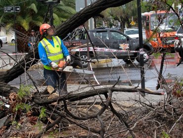 Murió mujer que fue aplastada por un árbol en la comuna de La Reina