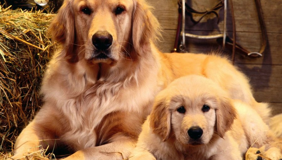 En Quinta Normal celebran el día nacional del Golden Retriever