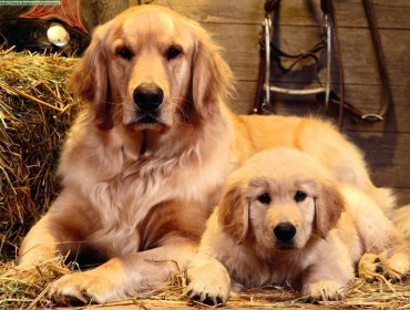 En Quinta Normal celebran el día nacional del Golden Retriever