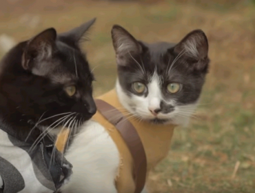 Video: El increíble cortometraje de Gatos vs Zombies