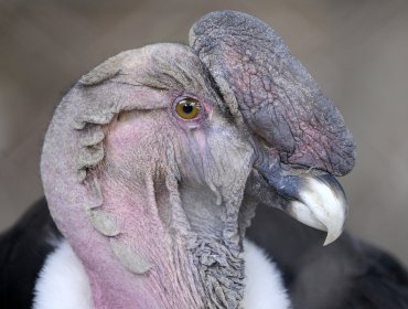 Las aves modernas provienen de un ancestro común de 75 millones de años