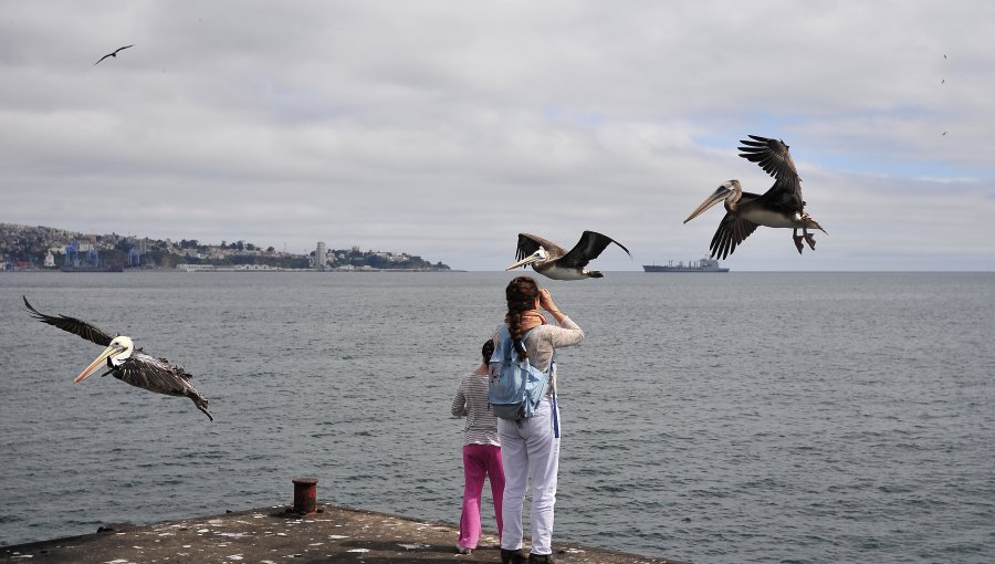 Un fósil demuestra que las aves volaron sobre los dinosaurios