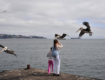 Un fósil demuestra que las aves volaron sobre los dinosaurios