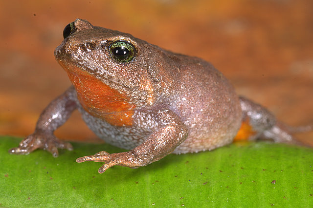 Descubren una nueva especie de rana en reserva natural del Cuzco