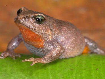 Descubren una nueva especie de rana en reserva natural del Cuzco