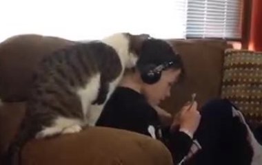 Video: Gato no deja que su dueño lo ignore