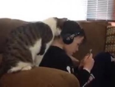 Video: Gato no deja que su dueño lo ignore