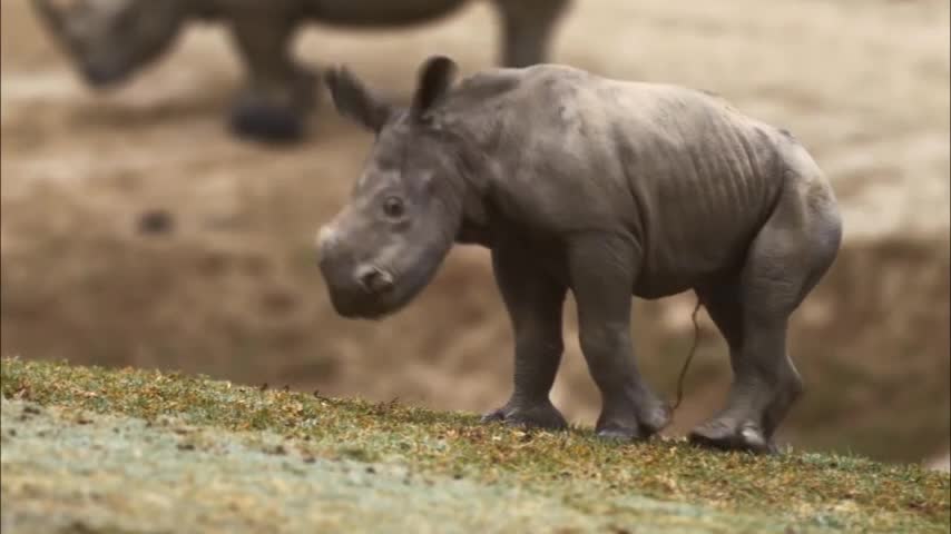 Video: Rinoceronte blanco bebe en sus primeros pasos la rompe en la web