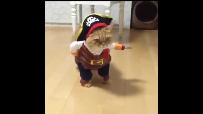 Video: Gato vestido de pirata vuelve loco a la web