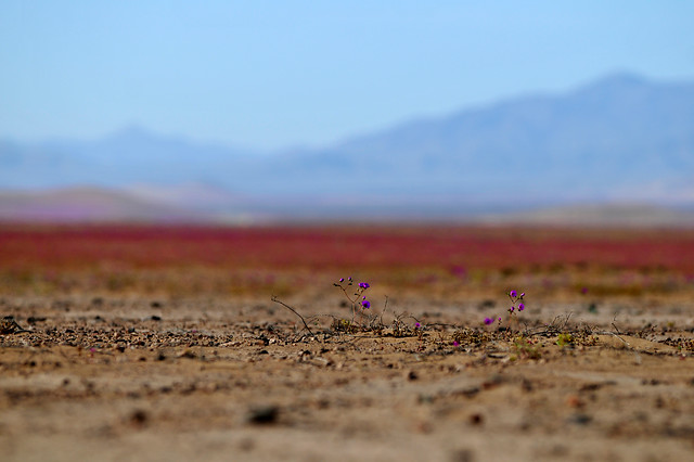 Hallan evidencias de vida en la Tierra de hace 4.100 millones de años