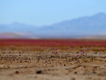 Hallan evidencias de vida en la Tierra de hace 4.100 millones de años