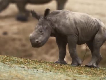 Video: Rinoceronte blanco bebe en sus primeros pasos la rompe en la web