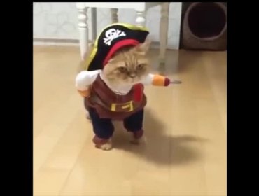 Video: Gato vestido de pirata vuelve loco a la web