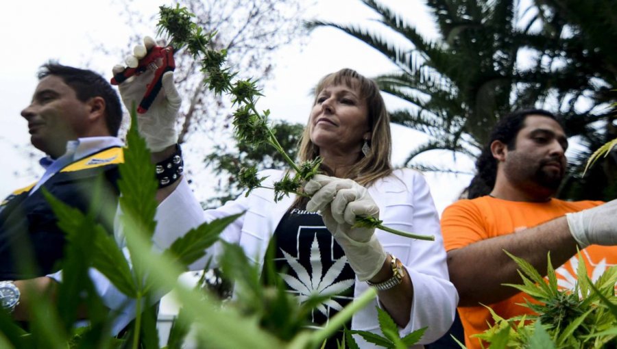 SAG del Maule autorizó plantación de marihuana medicinal