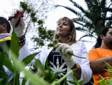 SAG del Maule autorizó plantación de marihuana medicinal