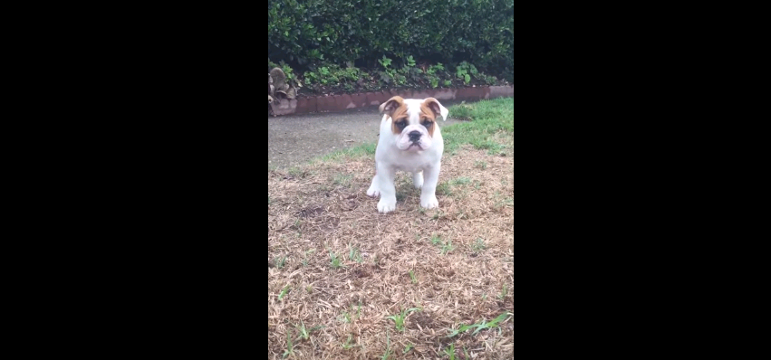 Video: Mira la tierna reacción de esta perrita al sentir la lluvia por primera vez