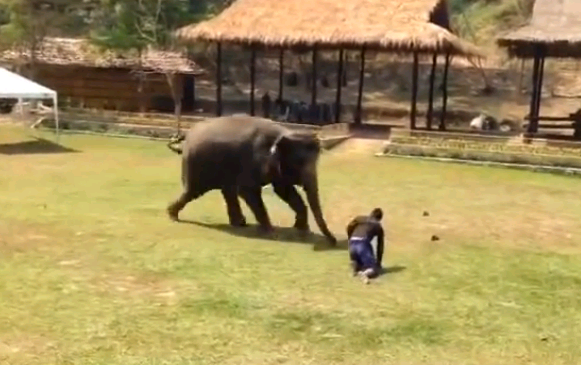 Video: Elefante defiende a su cuidador cuando este es atacado