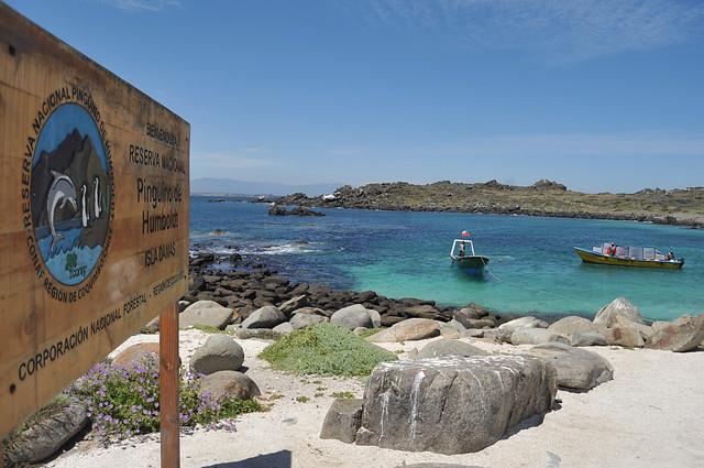 Para conservar hábitat: Limitan número de visitantes en Isla Dama