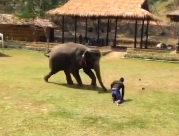 Video: Elefante defiende a su cuidador cuando este es atacado