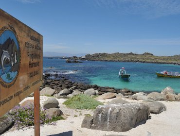 Para conservar hábitat: Limitan número de visitantes en Isla Dama