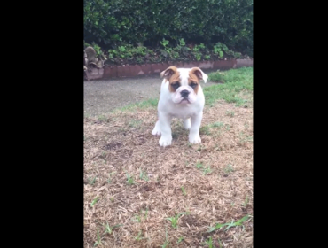 Video: Mira la tierna reacción de esta perrita al sentir la lluvia por primera vez