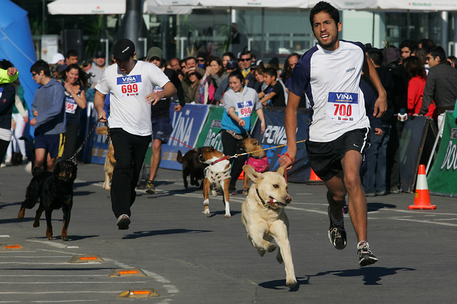 Perrorunning convocó más de 350 duplas de amos y sus mascotas en Viña del Mar