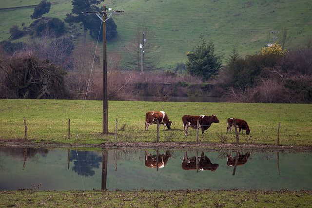 El genoma de un buey salvaje antiguo revela la compleja ascendencia de las vacas