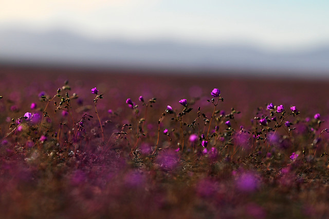 Desierto de Atacama muestra el mayor florecimiento de los últimos 18 años