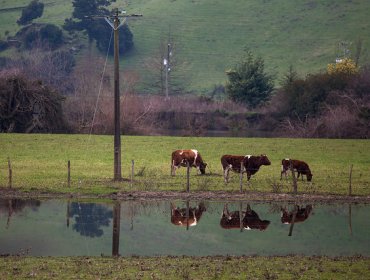 El genoma de un buey salvaje antiguo revela la compleja ascendencia de las vacas