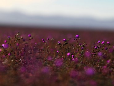 Desierto de Atacama muestra el mayor florecimiento de los últimos 18 años