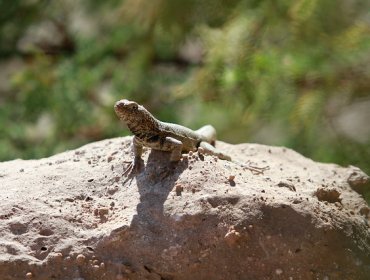 Cuadrípedos vertebrados habrían podido regenerar partes de su cuerpo