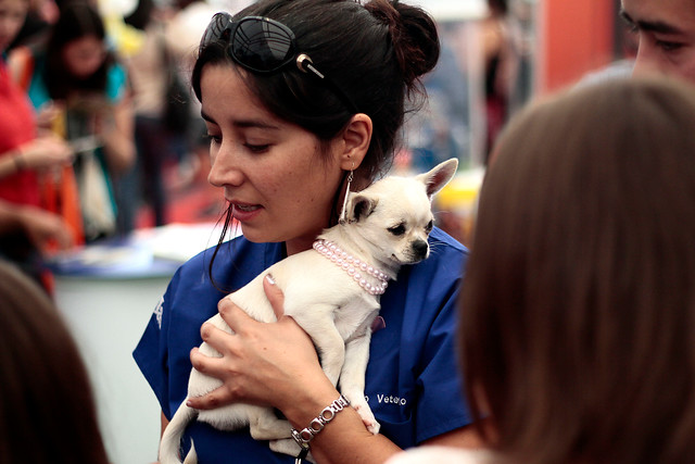 Es un hecho: los perros se parecen cada vez más a sus dueños