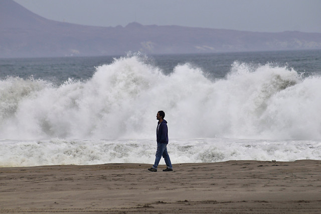 Alertan que "El Niño" reduce la alimentación disponible para la fauna marina