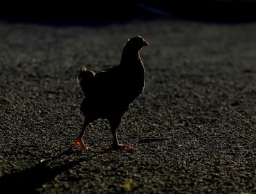 Corte Suprema ratifica multa de 61 millones de dólares en colusión de los pollos