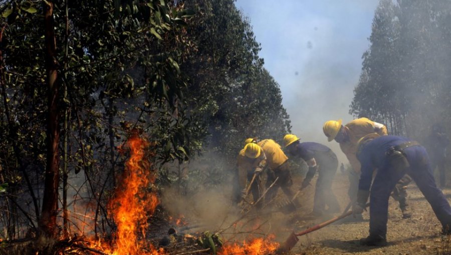 Casi 100 hectáreas han sido consumidas por incendio forestal en Arauco