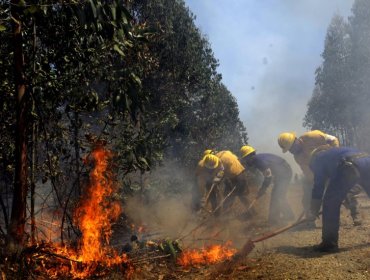 Casi 100 hectáreas han sido consumidas por incendio forestal en Arauco