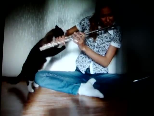 Video: Conoce al gato "crítico musical" que la rompe en internet