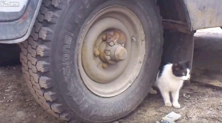 Al más puro estilo de Tom y Jerry: Gato busca desesperadamente a un ratón