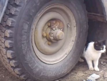 Al más puro estilo de Tom y Jerry: Gato busca desesperadamente a un ratón