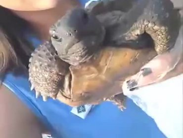 Video: No todas las tortugas nadan