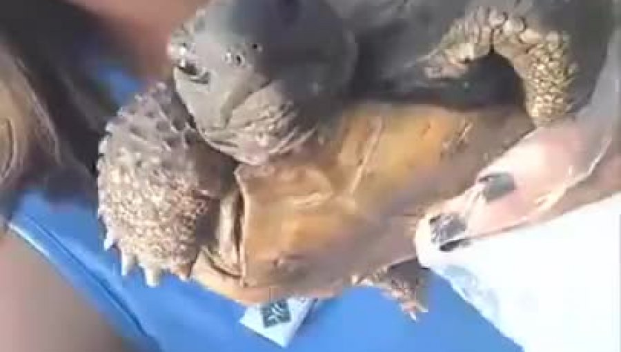 Video: No todas las tortugas nadan