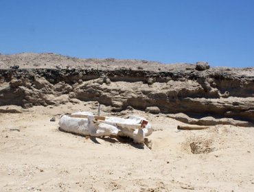 Hallan razón que permite vivir a algas y cianobacterias en desierto de Atacama