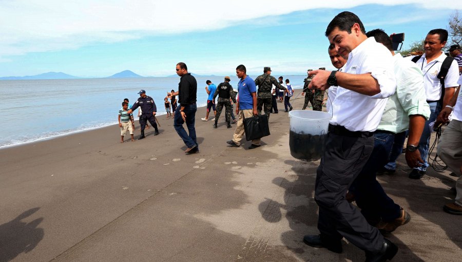 Liberan en Honduras a 1.300 tortugas golfinas en el Golfo de Fonseca