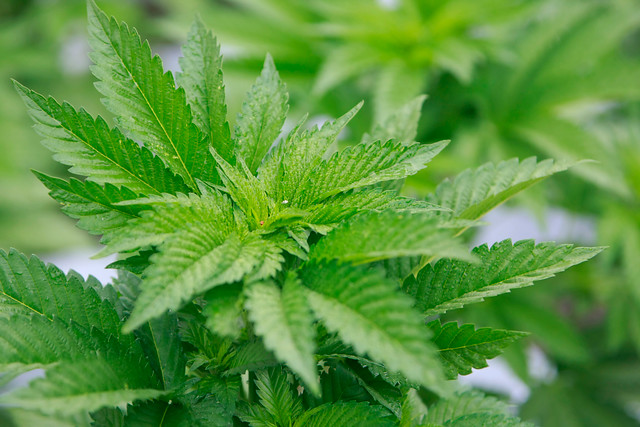 Sujeto mantenía sofisticado sistema de cultivo interior de marihuana “premium”