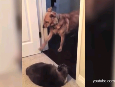 Video: Estos gatos se ganaron el resto de los perros